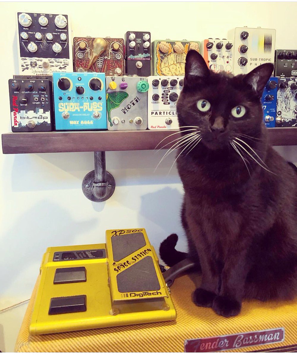 catsonamps's tweet photo. thx @sarahlipstate @Fender @reverbdotcom @EarthQuakerDev | Happy Wednesday everyone. #fenderpets #fender #reverb #fuzzrocious #redpandalab #digitech #guitarcaster #wayhuge #pedalgame #dunlop #spruceeffects #drnoeffects #earthquakerdevices #meris #merhq #keeley #catsonamps https://t.co/R4bdfCCAIa