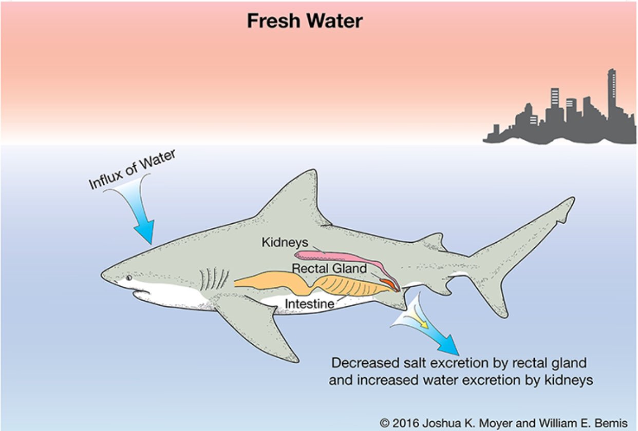 Bull Shark Diagram