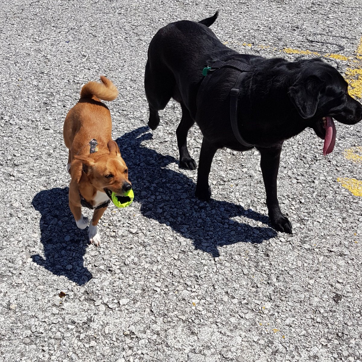 ThePuppyBoo's tweet photo. #puppydog #puppy❤️ #puppy #puppylove #dogplaying #dogplay #dog #dogs #playdog #playdogs #cute #love #tiny #tinylove #tinypuppy #lovedogs #lovedog #instagramdogs #instapuppy #instadog #boo #boothepuppy #thepuppyboo #puppynstagram https://t.co/TQuntRernO