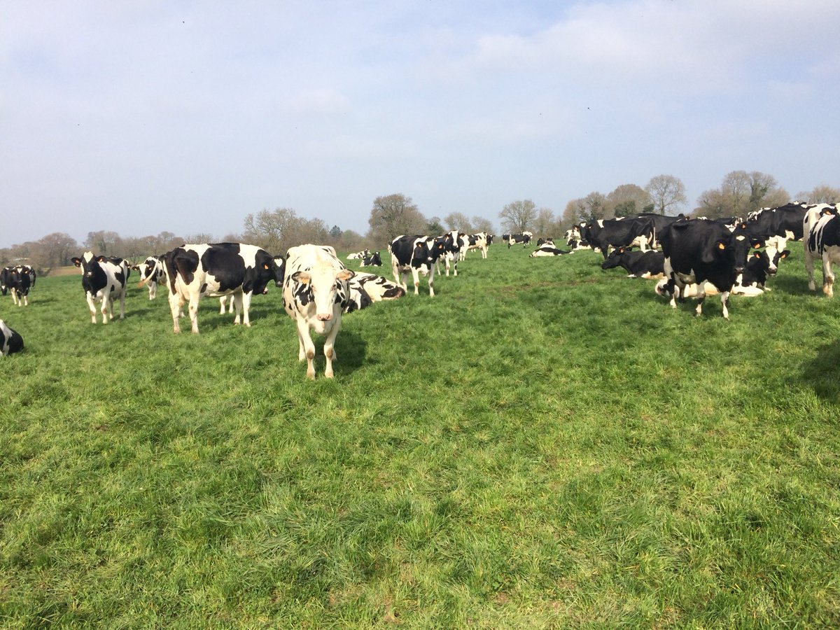AlexaPrst's tweet photo. #Soleil ☀️ Les #Vaches ne sont pas motivées pour aller à la traite 
#Cequifontdulait #JeuneAgriculteur https://t.co/AeCyBMDZyp