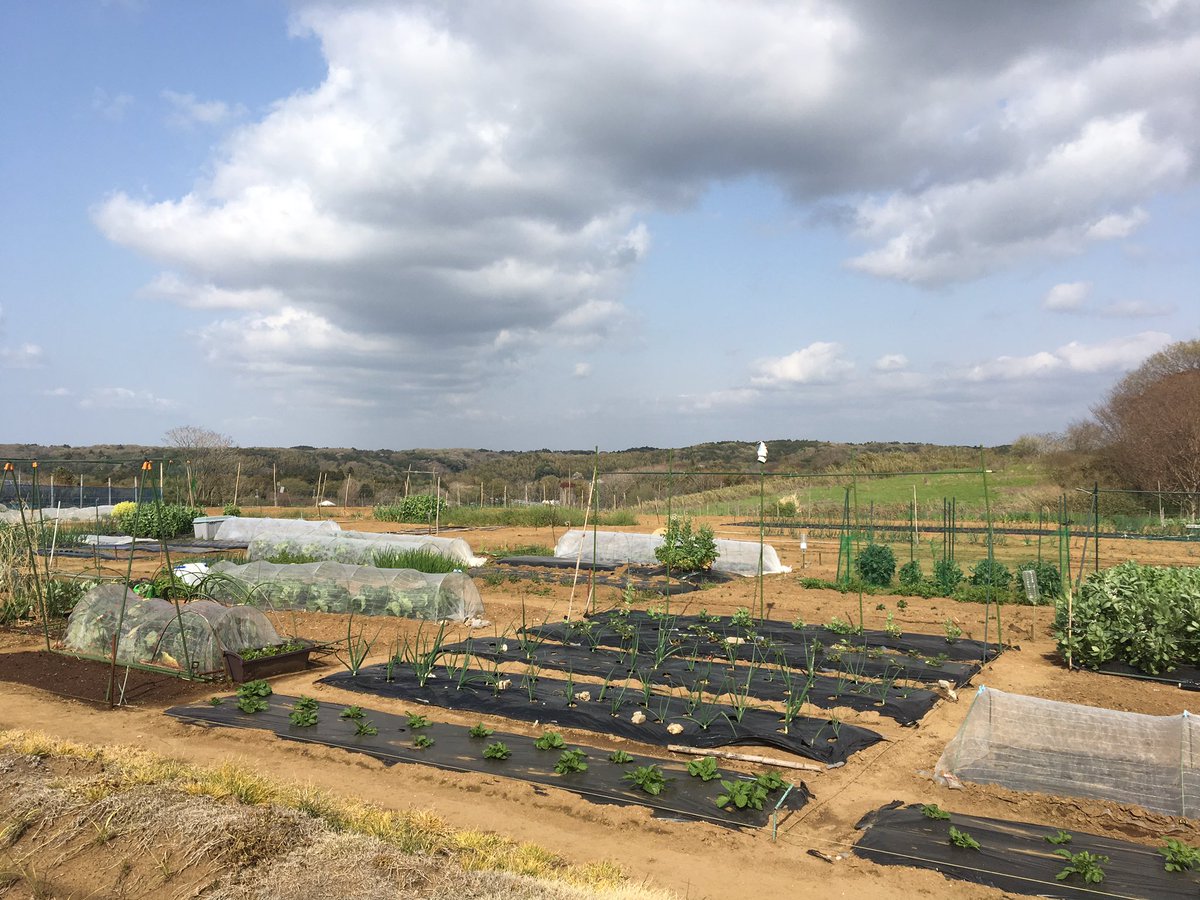 なつみ うしまるデザイン 家庭菜園 على تويتر とりあえずプランターでざっくり 貸し農園でこっそり家庭菜園してます ざっくりテキトーな性格で失敗も多い初心者ですので 皆さんの家庭菜園を参考にさせていただいています たくさん情報共有が出来れば