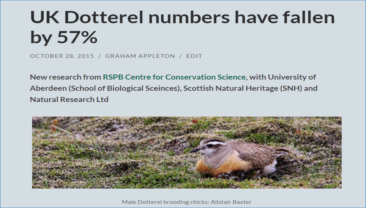 With Dotterel popping up in strange places, on their way back to Scotland, perhaps it's a good time to reflect upon the major decline of breeding population? wadertales.wordpress.com/2015/10/28/uk-… #ornithology