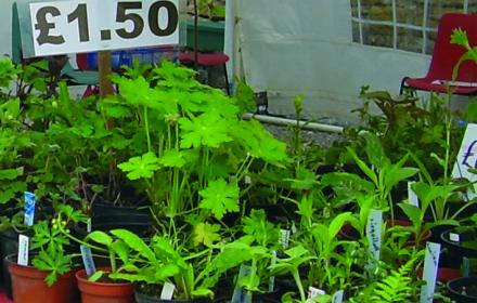 On Sat 12th May, 1:30pm - 4pm. The North Derbyshire Cottage Garden Society will be holding its popular annual sale of quality plants. Come along, be inspired and find plenty of plants for your garden! Its free entry!