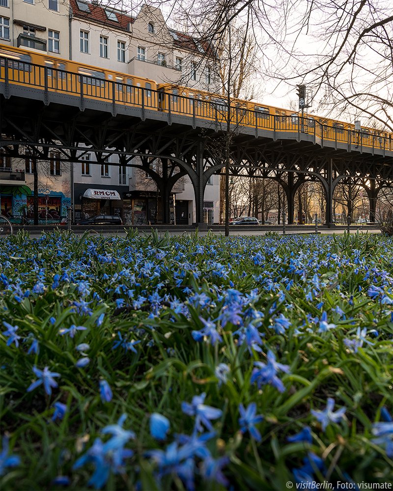BerlinTourism's tweet photo. Only a few days ago we were already happy about these little splashes of colour, now the whole city is blooming and greening 😍🌳🌸 #BerlinBlossom https://t.co/wXRIvDwy65