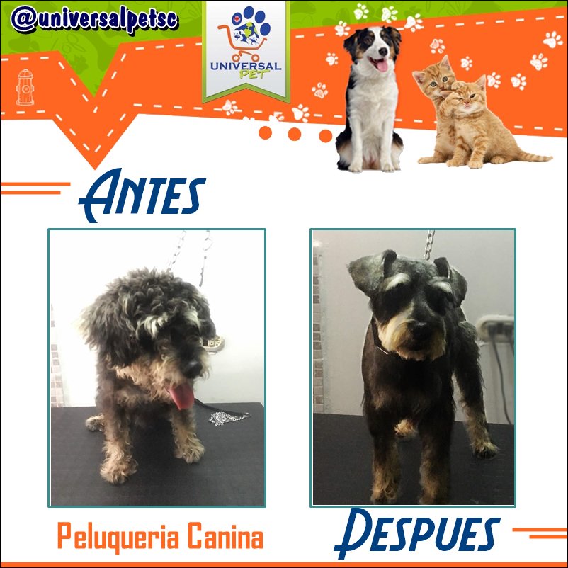 UniversalPetSc's tweet photo. Puedes traer tu #Mascota a nuestra tienda #Canina y goza de toda la #Estetica que merecen los consentidos de la #Casa

Somos @universalpetsc visitanos en Barrio Obrero Calle 9, entre Carreras 20 y 21, local 20-62

#TiendaCanina #PasionporlasMascotas #pet #Petshop #cat #gog #Perro https://t.co/vF1Jxn25mP