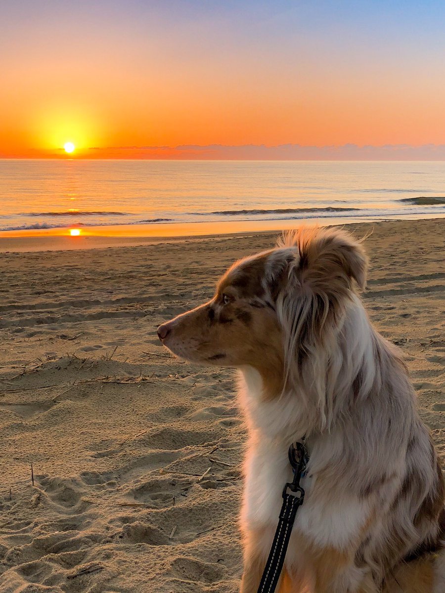 CorgiTrouble's tweet image. 