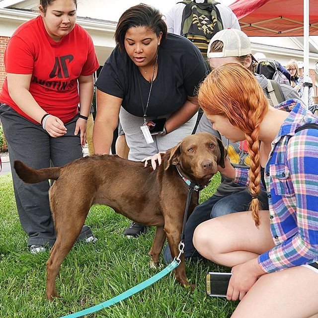 APSUCounseling's tweet photo. Paws to Relax!! Stop by the Ard Building on the corner of College and University to meet some furry friends and diffuse your end of the semester stress on Monday 4/23 from 10-2pm. #pawstorelax #ardbuilding #dogs #stressawarenessmonth #apsu @apsuhealthand… https://t.co/rND9yqwkNY https://t.co/e60VHKLXbl