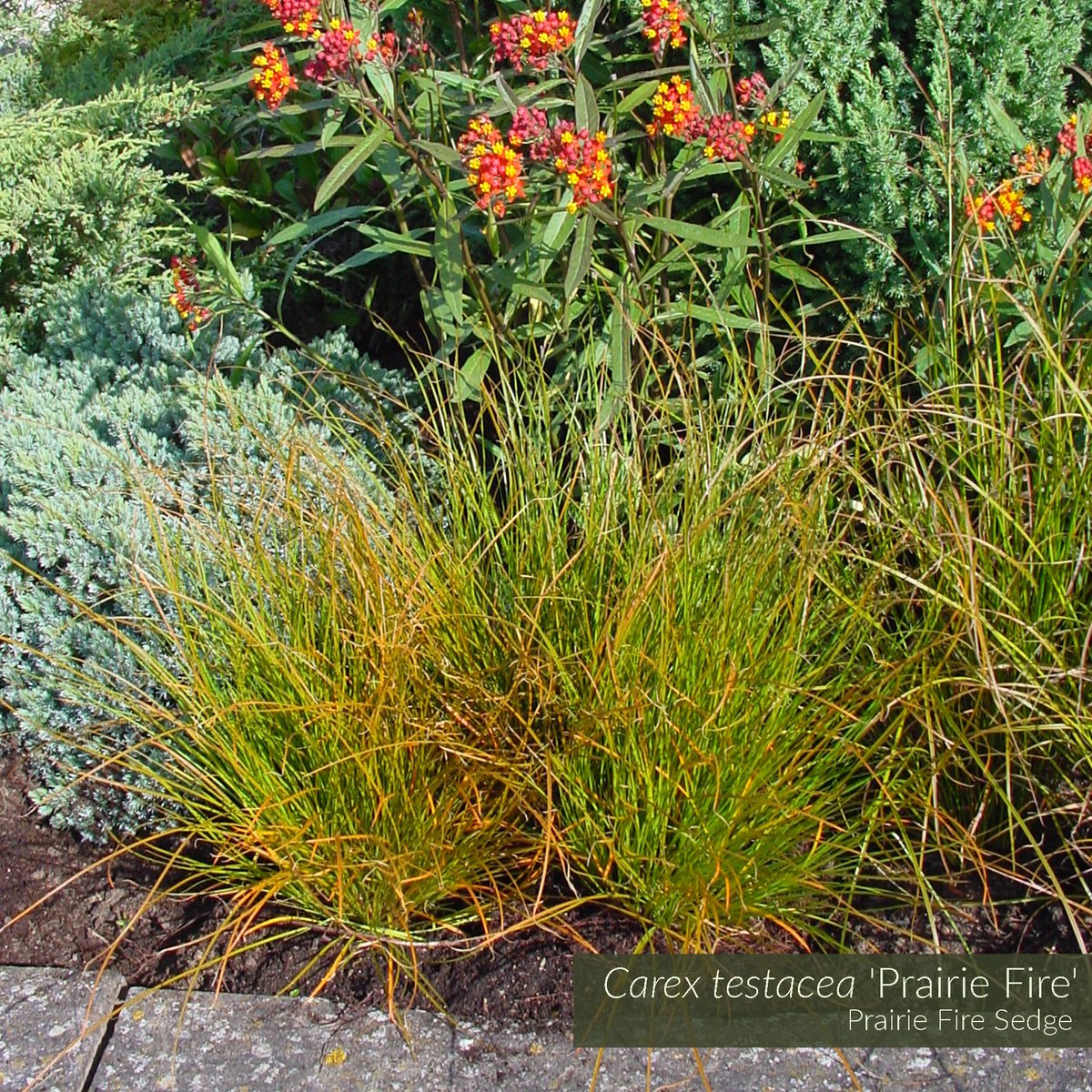 GrassSolutions's tweet photo. Add vibrant interest to your landscape with Carex testacea 'Prairie Fire'. Its slender, green-bronze foliage is tipped w/ stunning orange highlights. In full sun this deep orange coloring intensifies, creating a dramatic look. Learn more @ https://t.co/1VSxVlIeUi #SedgesMakeSense https://t.co/LbVMeiww7r