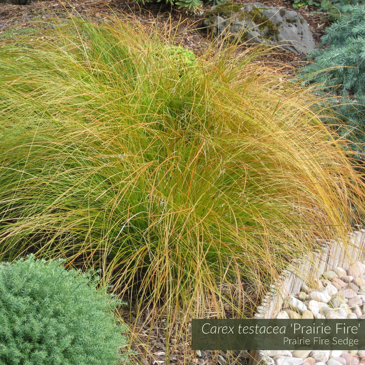 GrassSolutions's tweet photo. Add vibrant interest to your landscape with Carex testacea 'Prairie Fire'. Its slender, green-bronze foliage is tipped w/ stunning orange highlights. In full sun this deep orange coloring intensifies, creating a dramatic look. Learn more @ https://t.co/1VSxVlIeUi #SedgesMakeSense https://t.co/LbVMeiww7r