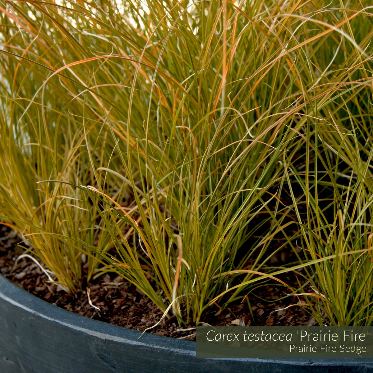 GrassSolutions's tweet photo. Add vibrant interest to your landscape with Carex testacea 'Prairie Fire'. Its slender, green-bronze foliage is tipped w/ stunning orange highlights. In full sun this deep orange coloring intensifies, creating a dramatic look. Learn more @ https://t.co/1VSxVlIeUi #SedgesMakeSense https://t.co/LbVMeiww7r