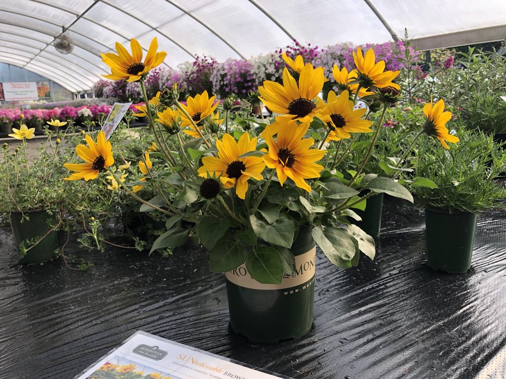 Karen Varga On Twitter This New Helianthus Sunbelievable Brown Images, Photos, Reviews
