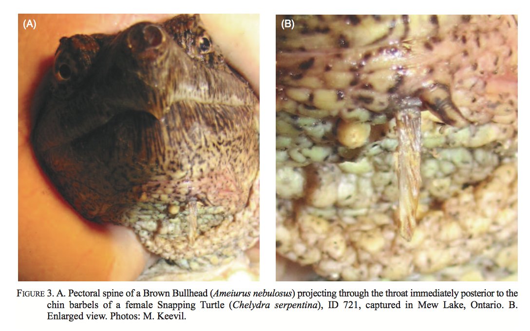 AlgonquinWRS's tweet photo. @TrevorABranch @COASST Reminds us of "Anti-predator defenses of #BrownBullhead (#Ameiurus nebulosus) and interactions with #SnappingTurtle (#Chelydra serpentina)". Difference being that turtle survive spiny fish being lodged in their throats:
https://t.co/TjZ4oEI0PM https://t.co/Huk3Y78fNu