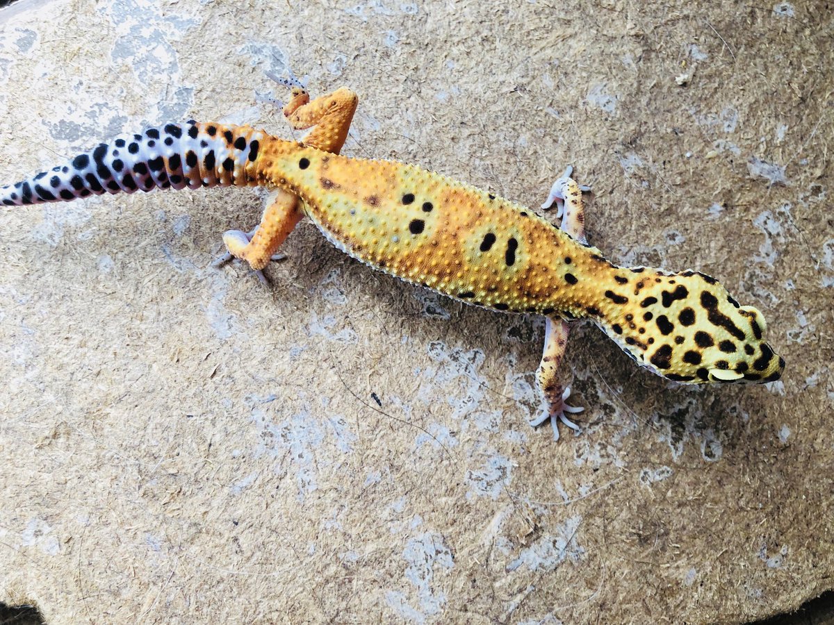 Les Ailes A Twitter 先日ハチクラさんから迎え入れたもう一匹のスキットルズのレオパとイグアナのアザンティックの子です 一年前に亡くなった子との比較ですが アザンティックは やはりどの子も綺麗ですね スキットルズの子は早速置き餌 人工飼料でも食べてくれ