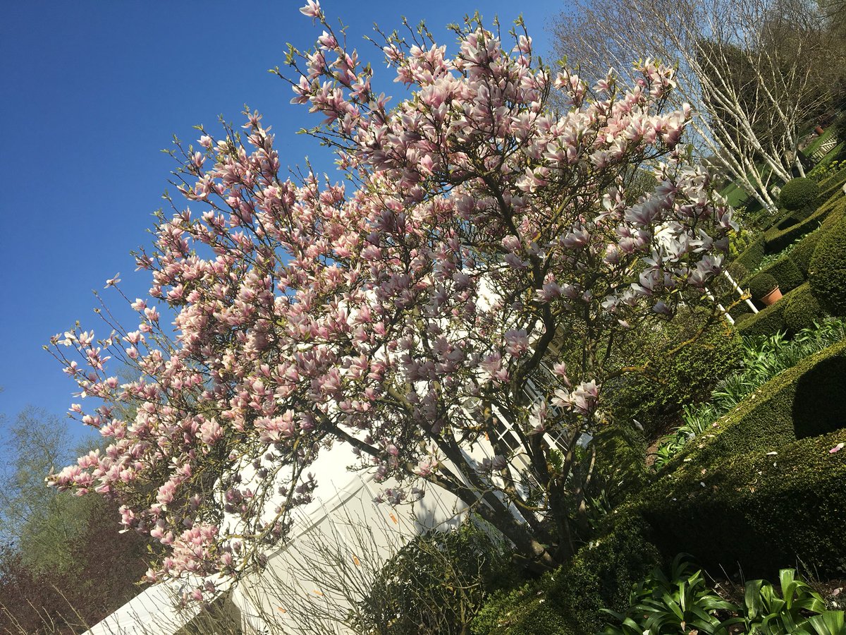 Spring has definitely arrived at Le Talbooth #bluesky #gardens #river