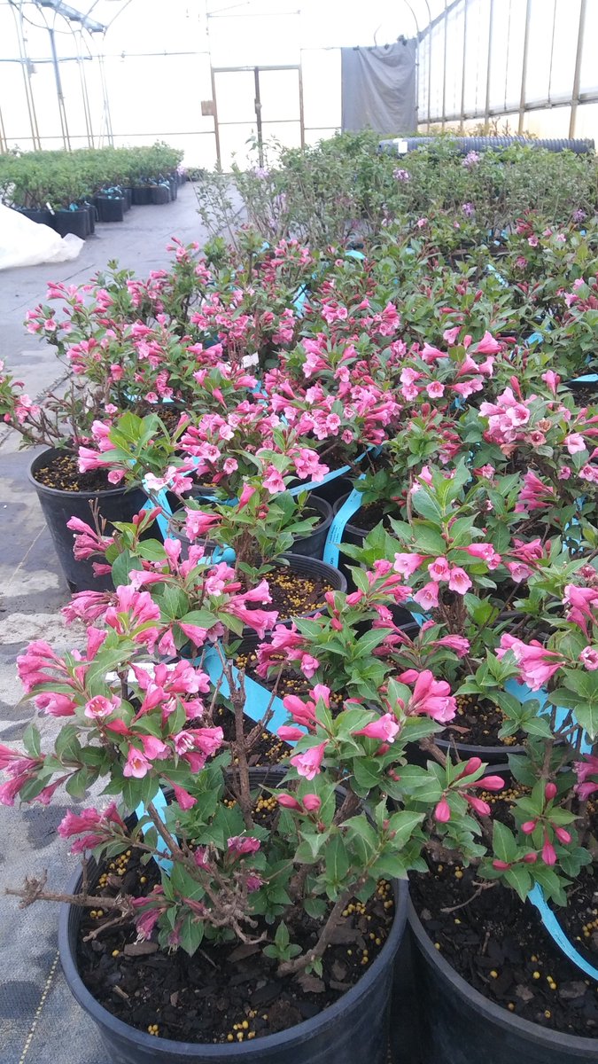 Kahnke Bros Trees (kahnkecon) Twitter