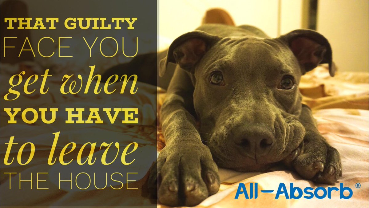 AllAbsorb's tweet photo. Make sure you leave them with the best Pee pads while you are away! www,https://t.co/FMspGjAC0S #allabsorb #pottytraining #peepads #Puppytraining #gottago #cantholdit #thatlook #puppy #dog #doglover #dogloversfeed #puppies #dogs #puppypads https://t.co/eEkGLepCge
