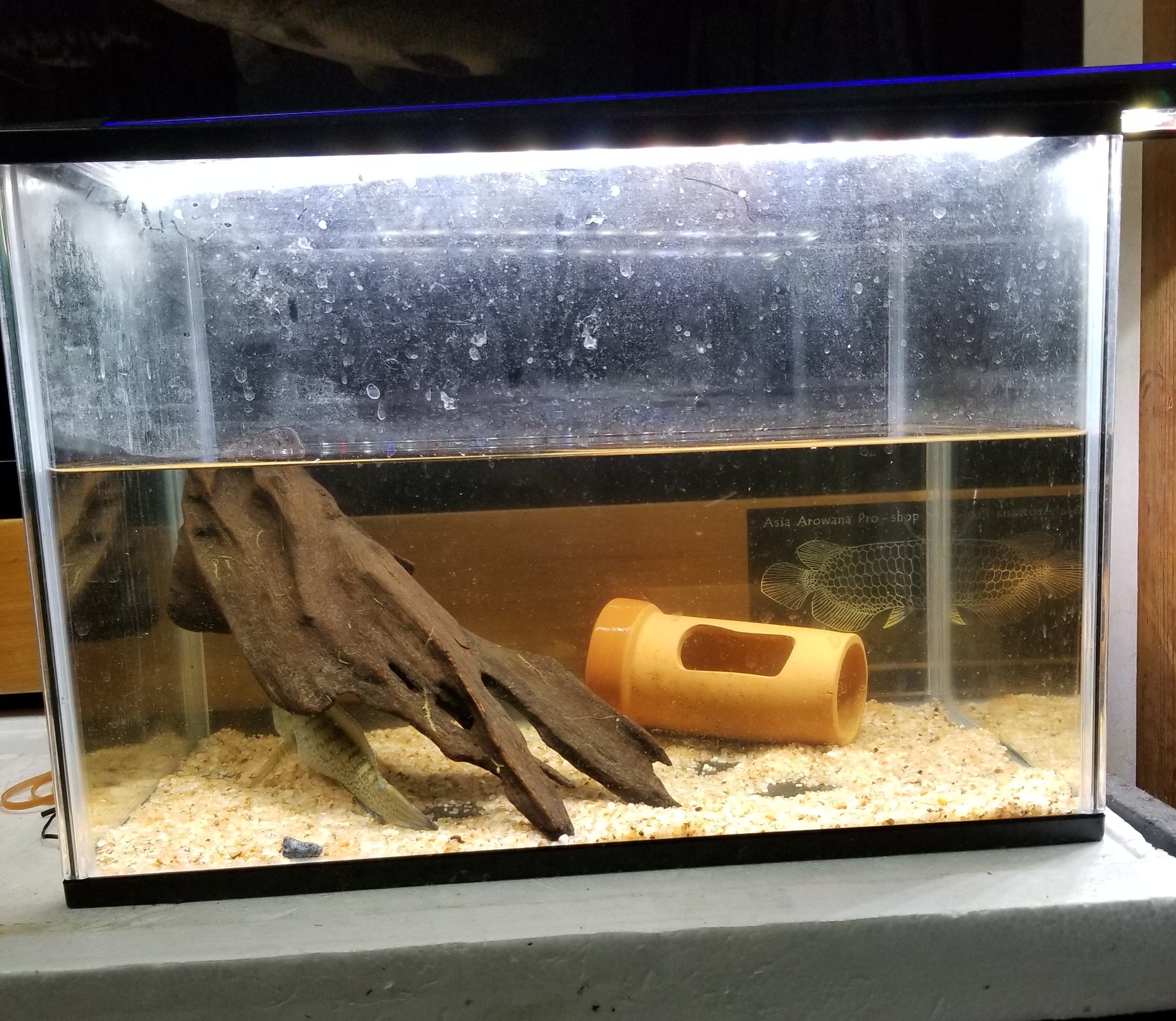 バーニィ スネークヘッド スチュワート だって無加温 無濾過で飼育できるぞ 病気になったこともないし 問題ないと思う T Co D2s1oxatsv Twitter バーニィ スネークヘッド スチュワート だって無加温 無濾過で飼育できるぞ 病気になったこともないし 問題ないと思う T Co D2s1oxatsv Twitter