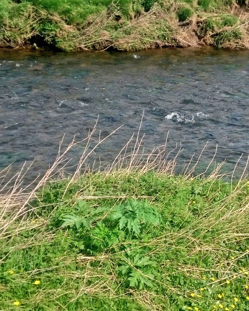 Get #INNSvolved keeping #InvasiveSpecies monitored &amp; controlled. Giant hogweed spotted <a href="/BradfordCityAA/">Bradford City AA</a> <a href="/SkiptonAngling/">Skipton Angling</a> shared sections Aire today. Balsam also sprouting