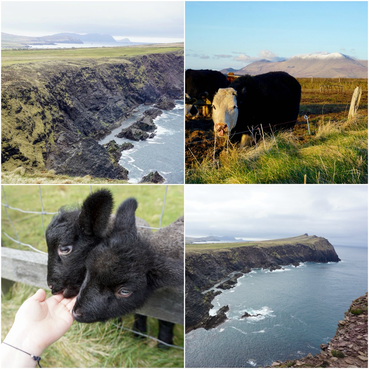 BUSADublin's tweet photo. These incredible photos shared with us by Spring '18 DIP student, Daniela Valles (CAS). Taken in Ballyferriter in County Kerry, Ireland ☘️🚌😍����🐑🐷🍀🌳 @BUabroad @BU_Tweets @BU_CAS #Ireland #Boston #Travel #Inspo #Views #Scenery #Internship #Studyabroad https://t.co/zgmyflSQw2