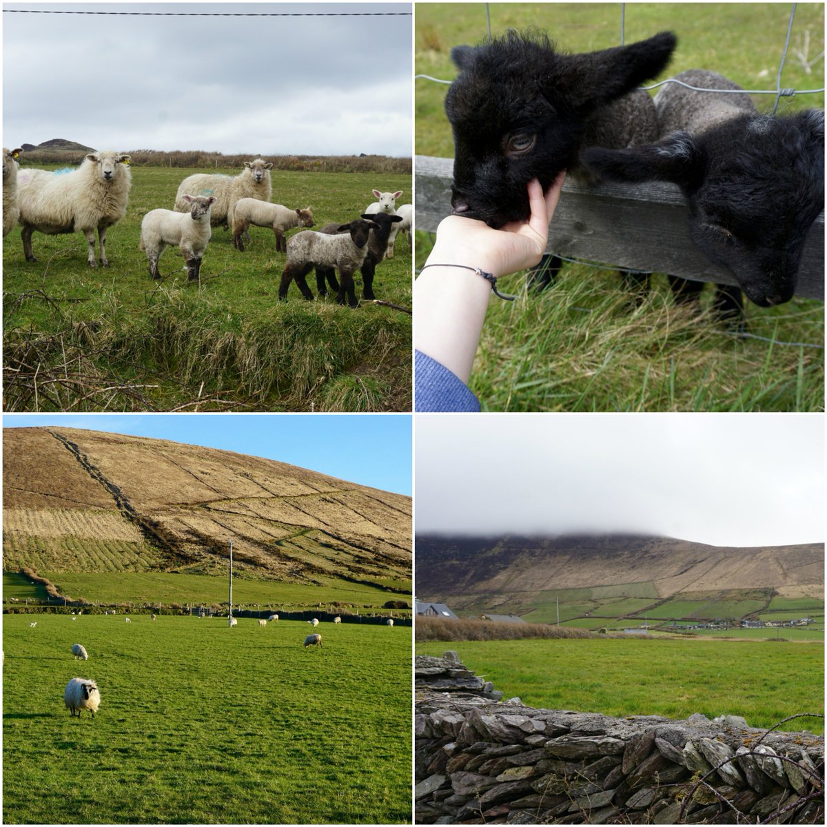 BUSADublin's tweet photo. These incredible photos shared with us by Spring '18 DIP student, Daniela Valles (CAS). Taken in Ballyferriter in County Kerry, Ireland ☘️🚌😍����🐑🐷🍀🌳 @BUabroad @BU_Tweets @BU_CAS #Ireland #Boston #Travel #Inspo #Views #Scenery #Internship #Studyabroad https://t.co/zgmyflSQw2