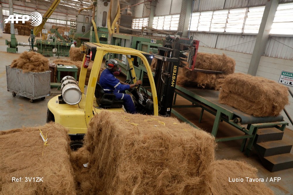 afpfr's tweet photo. Au Brésil, désormais, tout est bon dans la noix de coco : une entreprise s'est engagée à recycler 100% de sa matière première https://t.co/xlilBEd9MZ par @MorgannJz #AFP https://t.co/6ONwMUfT8Q