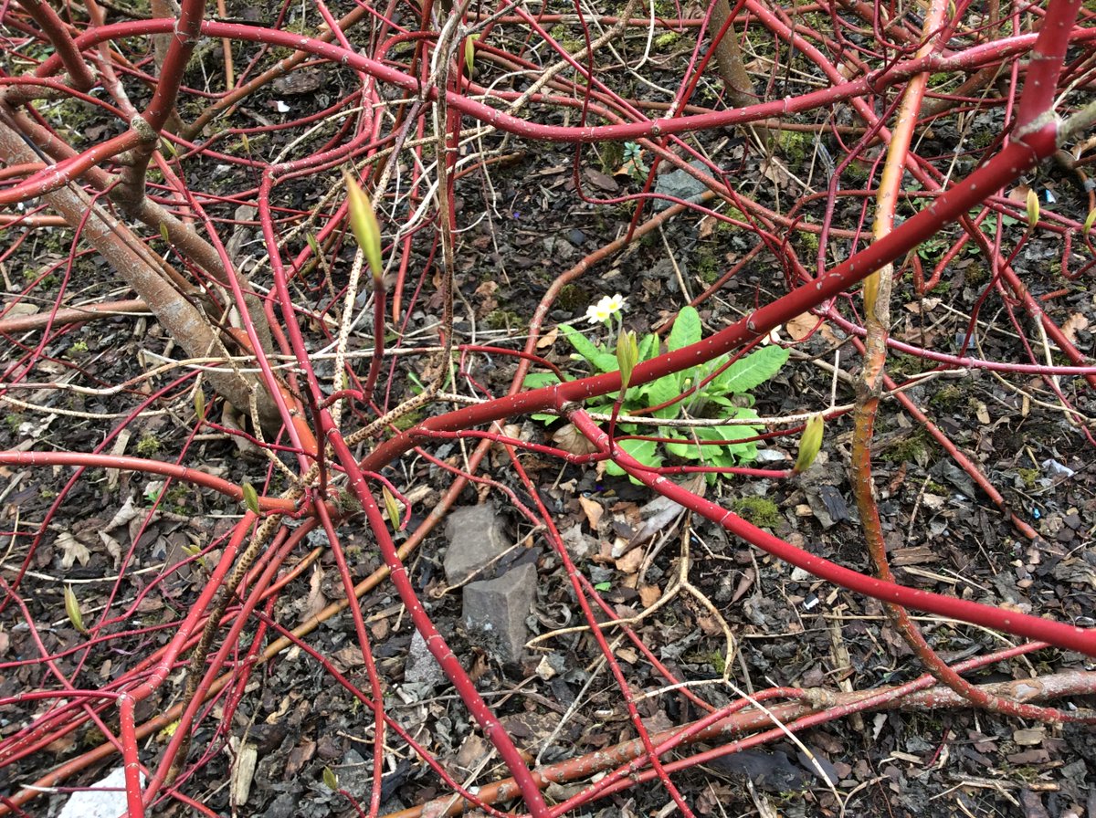MrsChapmandps's tweet photo. Out and about in the playground looking for signs of spring.
We found some buds and flowers. https://t.co/e4M1ZelbKf