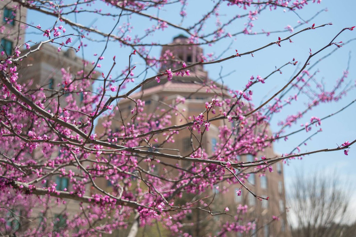 This is what it looks like today on this beautiful day in downtown Asheville! Spring has sprung! Learn more about spring in Asheville: bit.ly/2p5q4yP.