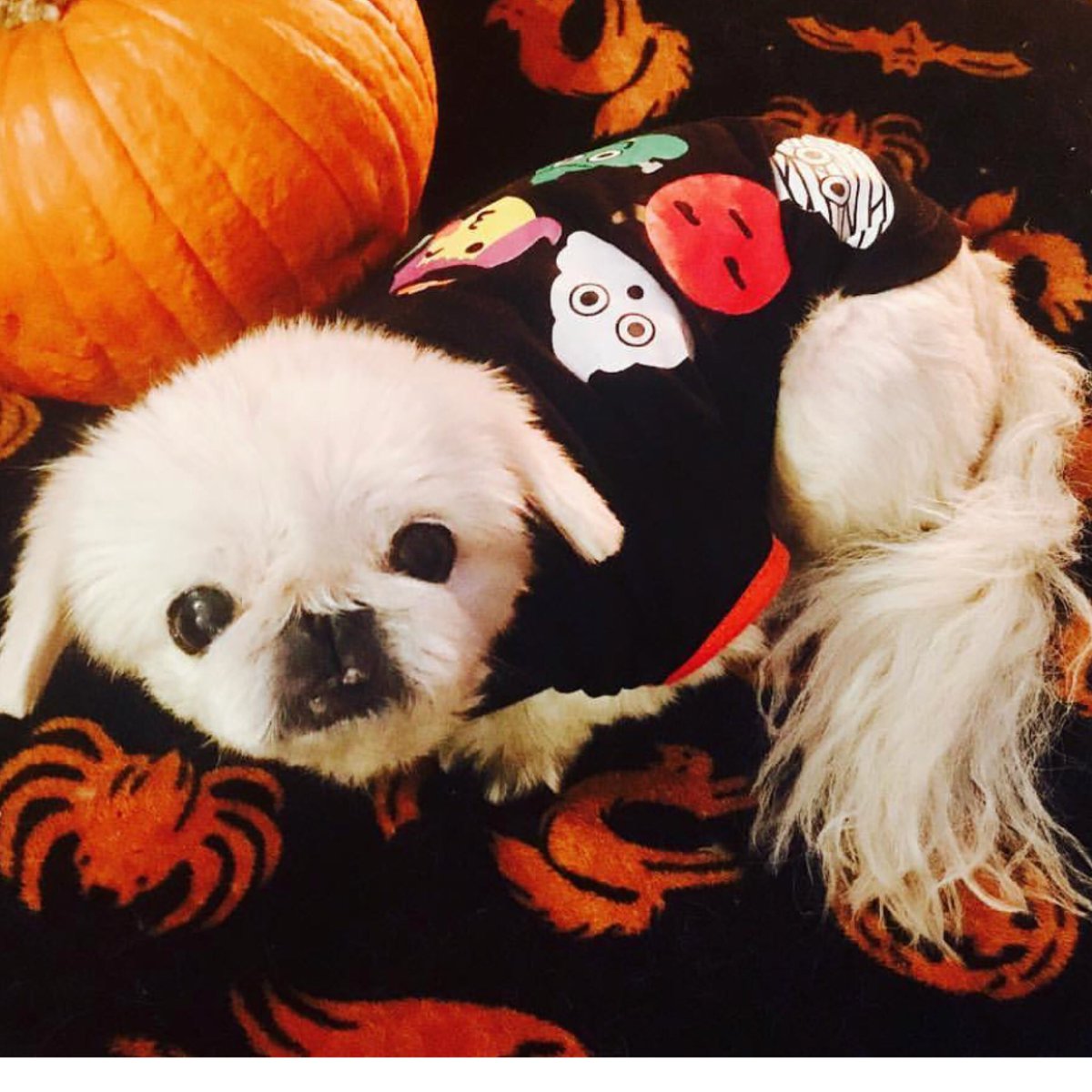 riss13's tweet photo. Lovely people of twitter.... this lil puppy needs prayers if you have any to spare.... her name is Tishie and she is the light of my friend’s life. #prayer #lovemakestheworldgoround https://t.co/Nd39AqOanZ