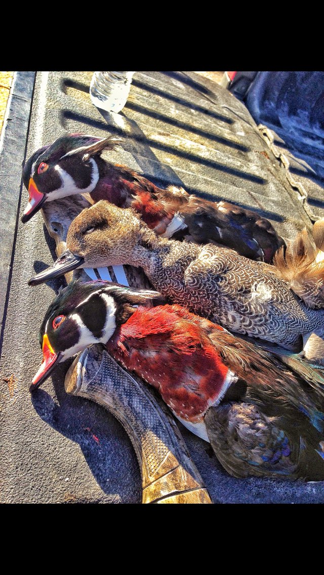 TrophyRoomOut's tweet photo. Woodie Wednesday, beautiful birds!            
#waterfowl #waterfowlhunting #woodiewednesday #duckhunting #girlsthathunt #basspro #cabelas #duckdepression #offseason #labs #duckdog #waterfowldog #blacklab #mallard #drake #canvasback #kingcan #yellowlab https://t.co/tKUjus64UD