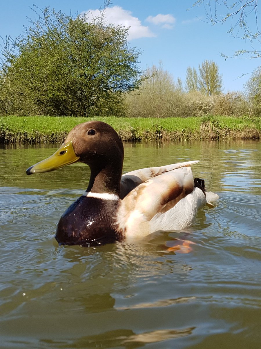 Tits picture of a duck — img 2