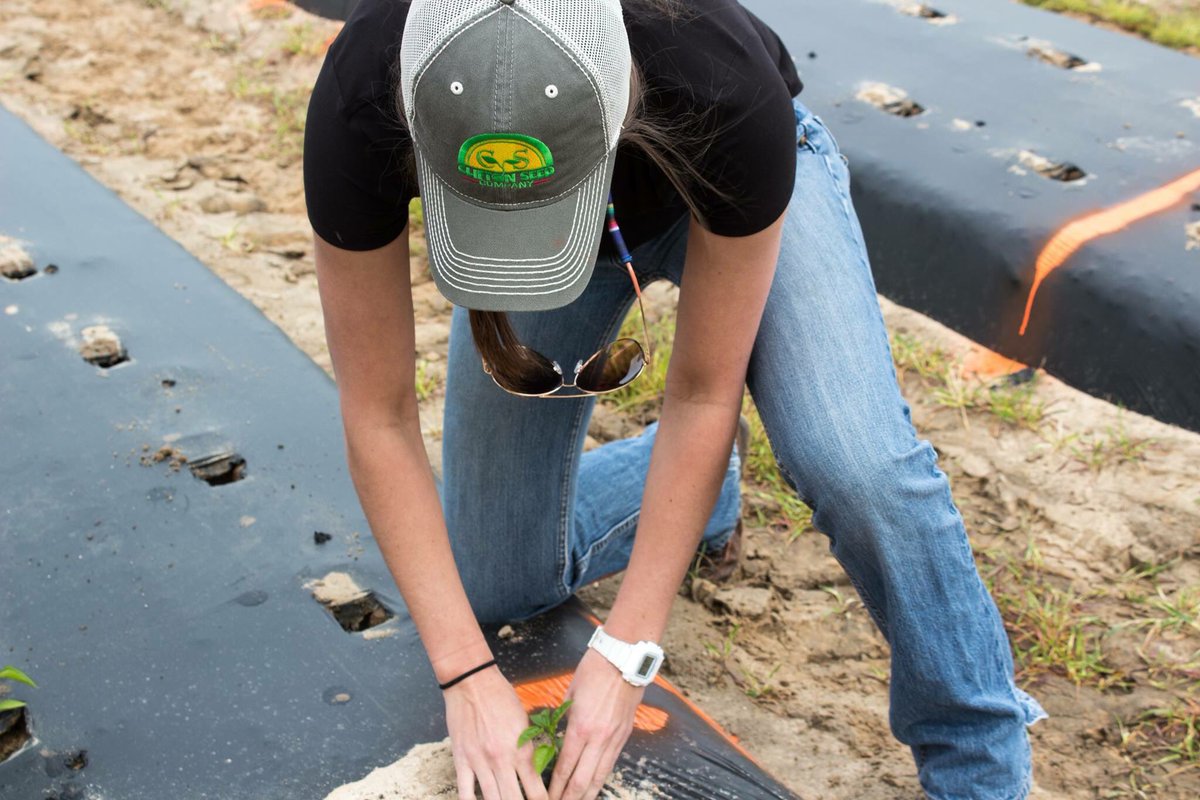 CliftonSeedCo's tweet photo. Who else is taking advantage of this warm weather? ☀️ We sure are! 👩‍🌾👨‍🌾 Today was a good day in North Carolina to put some HM Clause pepper and squash trials in the ground. 🌱

#CliftonSeed | #PepperPlants | #BellPeppers | #2018Trials | #Squash https://t.co/NAbEQLHqgf