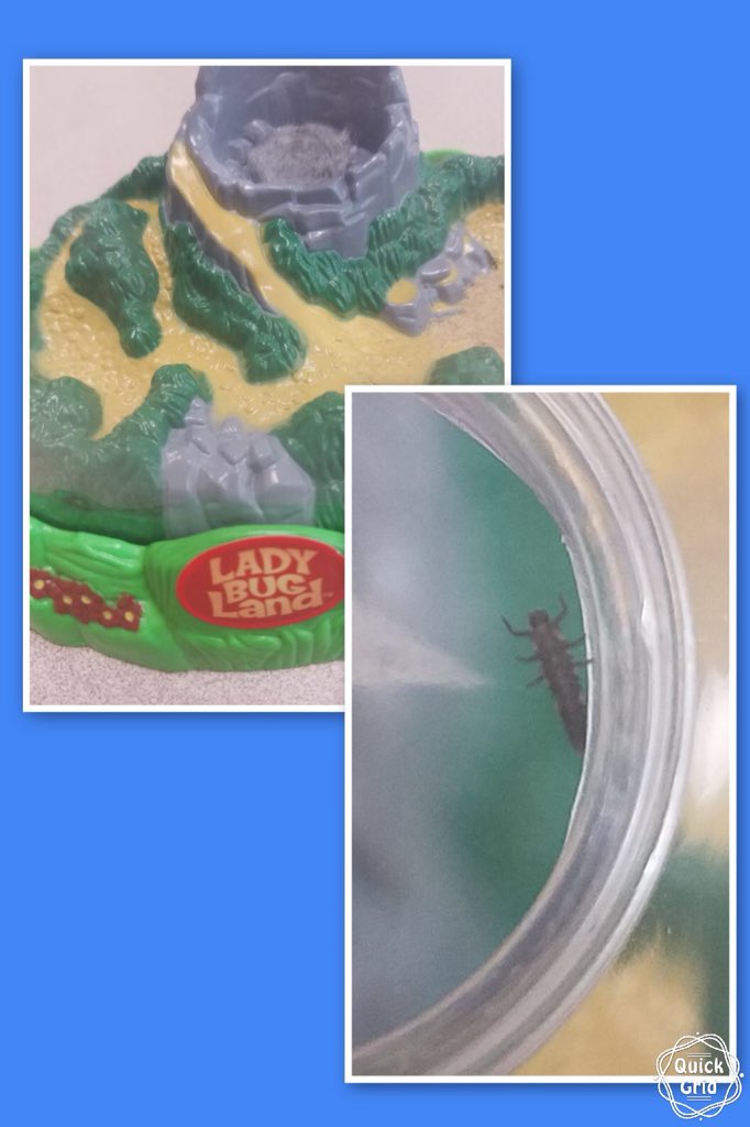 Iteachprek's tweet photo. We have ladybug larvae in our habitat!  #funwithbugs @EastGarnerES @hwhitehead65 @WakeSmartStart @ncecf https://t.co/qYkDr09XQj