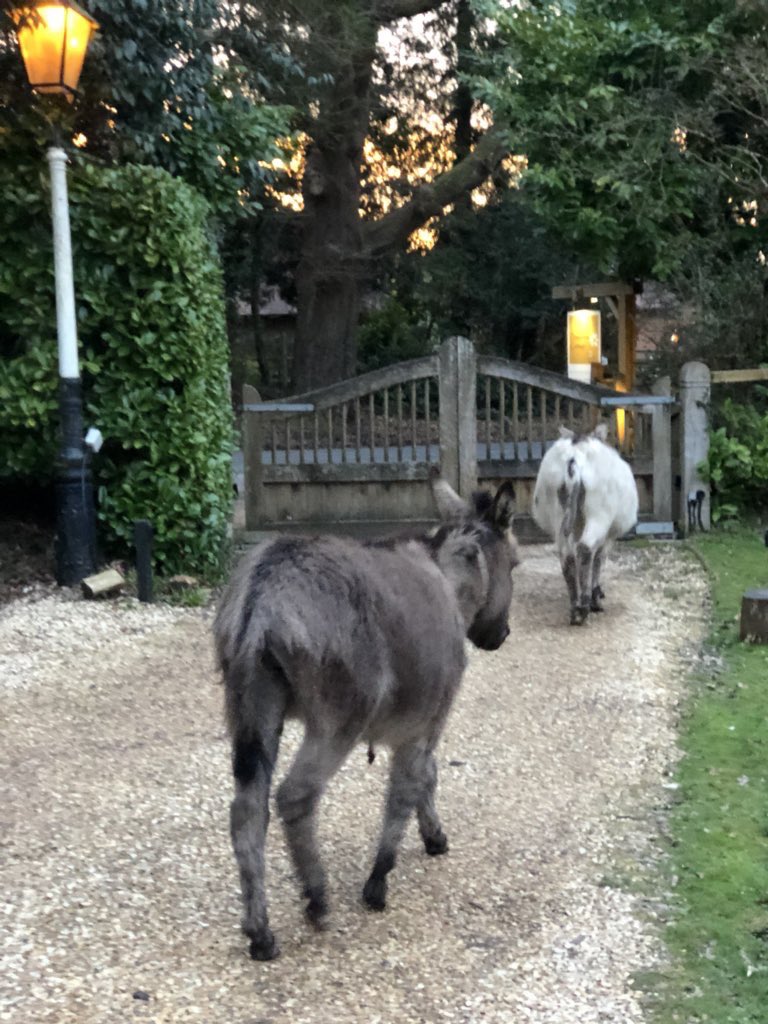 NewForestSussed's tweet image. More great news from #Brockenhurst @DaisybankCtgBnB are always seeking a means of reducing their plastic, and of course, they have #ditched #plasticstraws @LymoTweetUp @BanTheStraw @purplelily06 @LeakeMarea