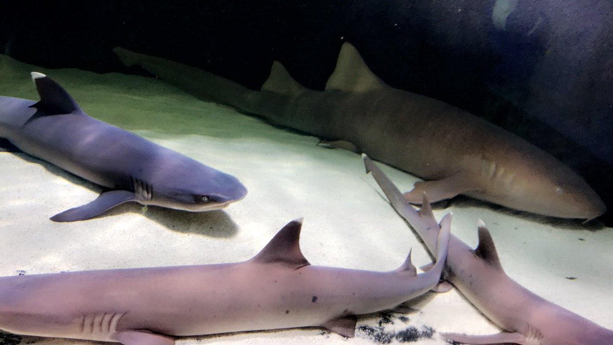 kayla_NTHC's tweet photo. #ntdayout18 loved going to the aquarium 🌊🐠 https://t.co/N97lCXgyud