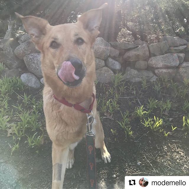 ScituateAnimalS's tweet photo. Meet Luna! A goofy three legged Shepard mix. #scituateanimalshelter #scituate #availableforadoption #shepardsofinstagram #Repost @modemello https://t.co/VK6lDsFJI3 https://t.co/NGN30wbqQW