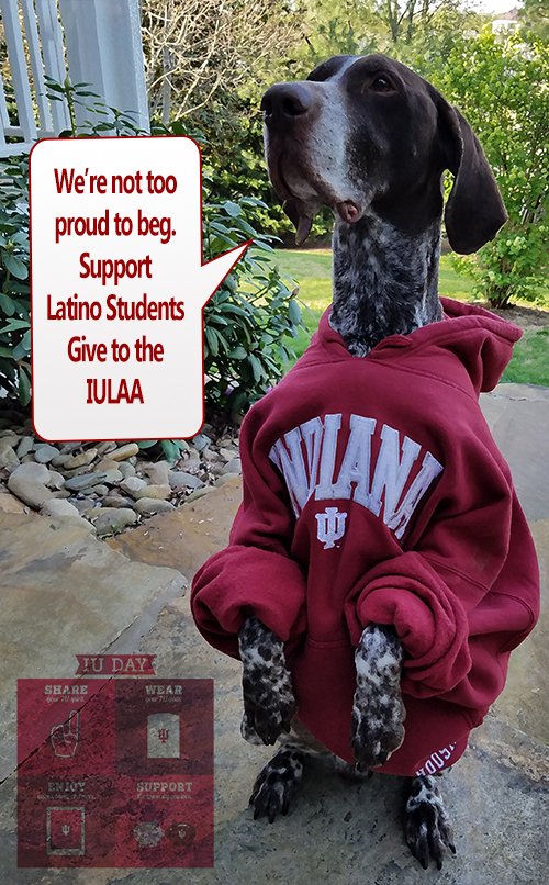 IULAA's tweet photo. “We’re not too proud to beg!”  Winston says “Support Latino Students” @ IU!  Give now to #IULAA scholarship fund on #IUDay.  Click here:
https://t.co/1r2x6YKnA3 https://t.co/QZFCmYqXoO