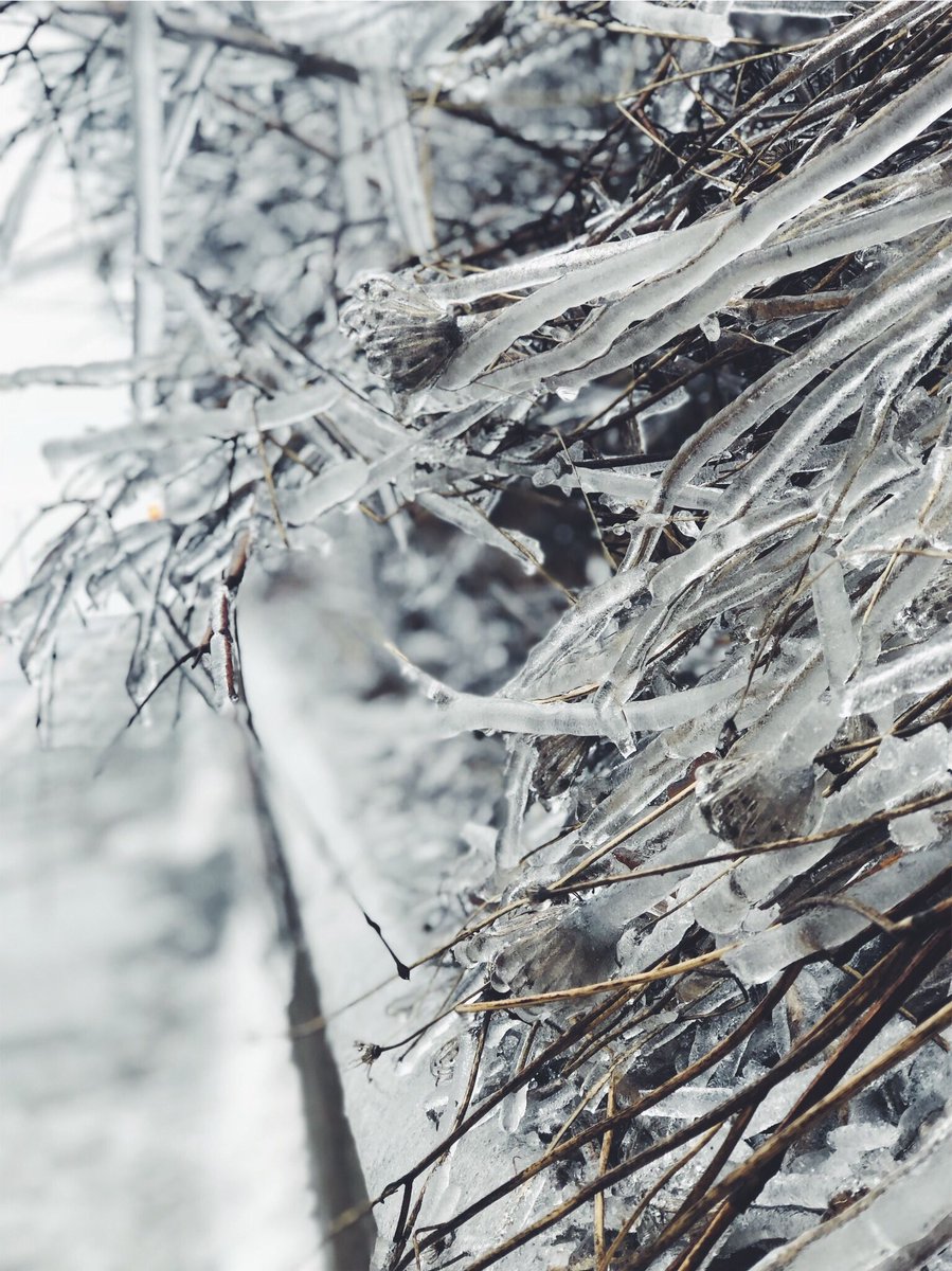 jadepochopsky's tweet photo. Spring in April 18’. 
 #sprinter #spring #april #2018 #YouHadOneJob #nature #canada #icestorm2018 #icestorm https://t.co/7MN972hmOZ