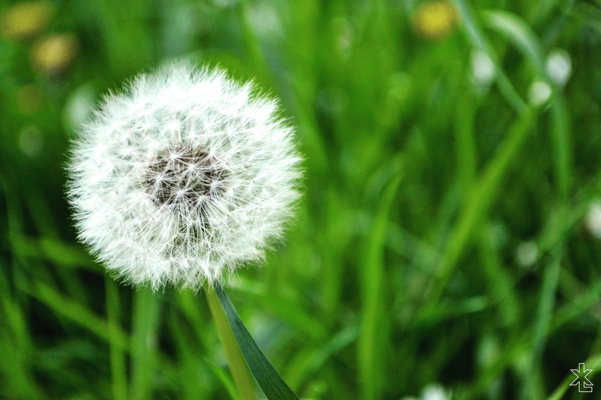 lexonmusic's tweet photo. 🌱🍃☀️☀️ #photographie #soleil #nature https://t.co/8me4DUtTa4