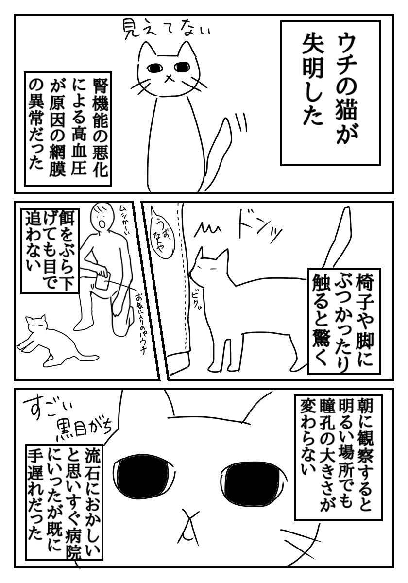 ウチの猫が失明した話。
もっと早く気付けていれば進行を遅らせることは出来たかもしれない。
猫飼ってるフォロワーさん多いし、腎機能は症状が出始めた時点でもうかなり悪い状態らしいので高齢の猫を飼ってる人は症状がなくても一度病院で診ても… 