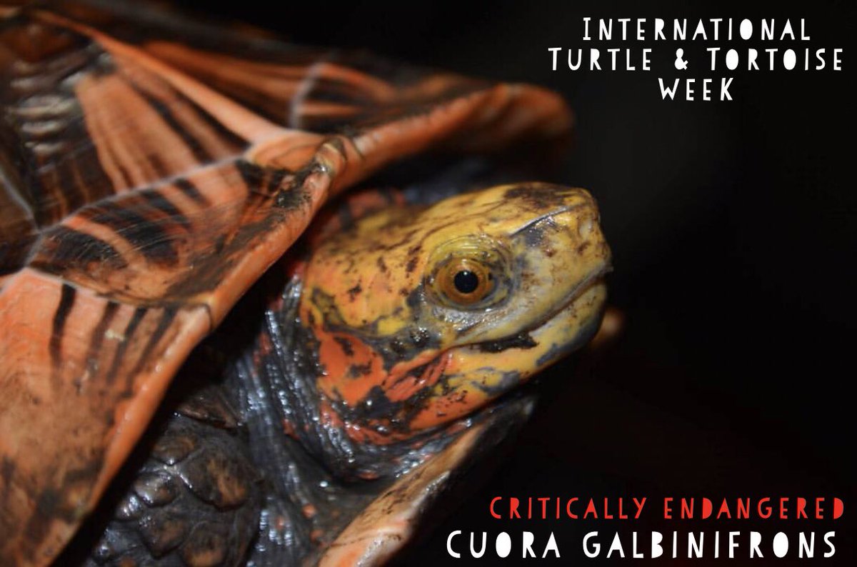 theTurtleRoom's tweet photo. A huge part of conserving turtles is educating people about them and recognizing the dire need to protect them before they disappear! Happy #internationalturtleandtortoiseweek! https://t.co/yVY8okVtHW