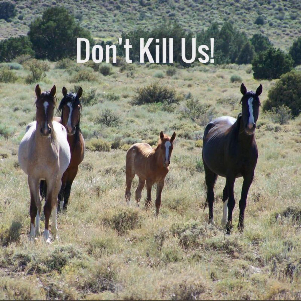 CyntWhite's tweet photo. #WildHorses r NOT Overpopulated. #WelfareRanchers want 2 push them out of OUR #PublicLands. TaxPayers want 2 STOP subsidizing ranchers. We need Congress 2 pass SAFE Act (HR 113/ S 1706) #VoteSafe #SaveOurWildHorses  https://t.co/gVkm5e6aL3 @HouseAppropsGOP @SenateApprops @CNBC