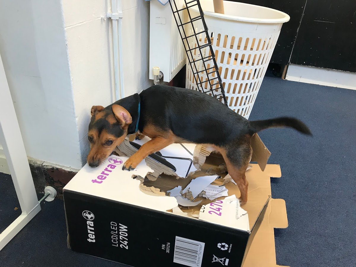 okapitech's tweet image. dog doesn&apos;t like Terra either it seems.