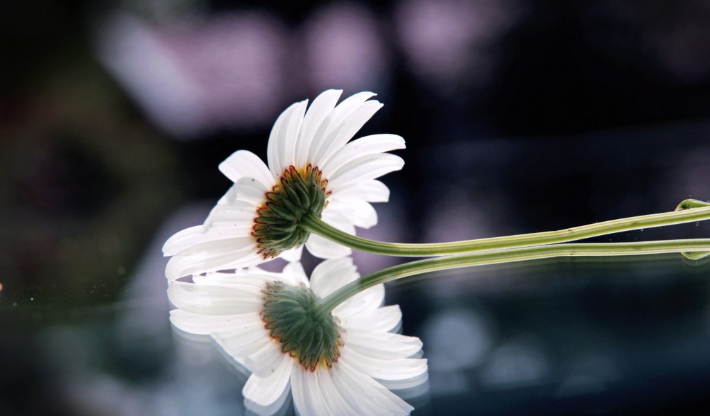 世界に咲く花 ホワイトガーベラ 白いガーベラの花 色によって花言葉も異なり 白のガーベラの花言葉は 希望 になります 近年ではホワイトデーに贈る花として人気だそうです