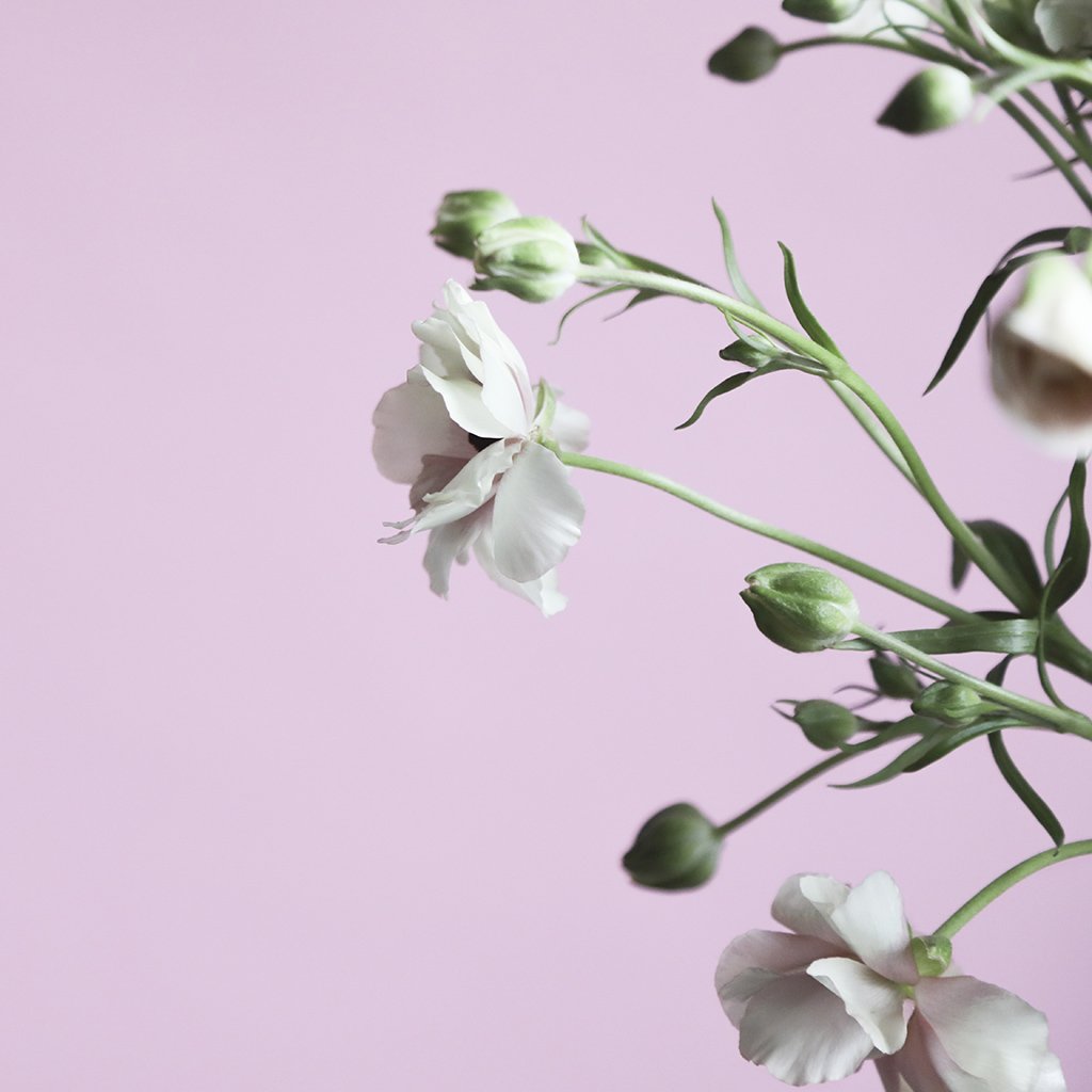 mcqueensflowers's tweet photo. New on the blog, Butterfly Ranunculus, the hot new flower that's turning florist's heads 🌸💕https://t.co/GLO4AZCn5p 

#ButterflyRanunculus
#McQueensTheBlog https://t.co/W8XmG5Vaz2