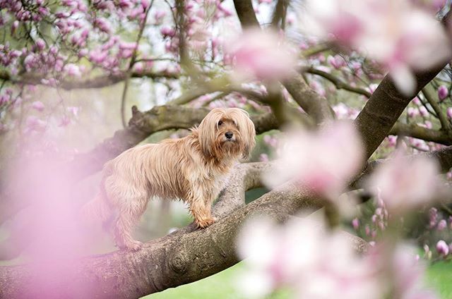designmilkpets's tweet photo. And you may find yourself in a beautiful tree
With a beautiful bloom
And you may ask yourself, well
How did I get here? \\\ 📷 @pollypoplollipop /// #talkingheads #onceinalifetime #davidbyrne #dogsintrees #dogsinnature https://t.co/M7yM4Ef8ev https://t.co/fbknrzxEw1