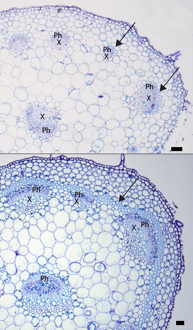 Scaling relationships &amp; vessel packing in #petioles (new in #AmJBot) onlinelibrary.wiley.com/doi/abs/10.100… #botany <a href="/dustinmray/">Dr. Dustin Ray (🦣 @Dustinmray@qoto.org)</a> @PlantSciNews #xylem #phloem