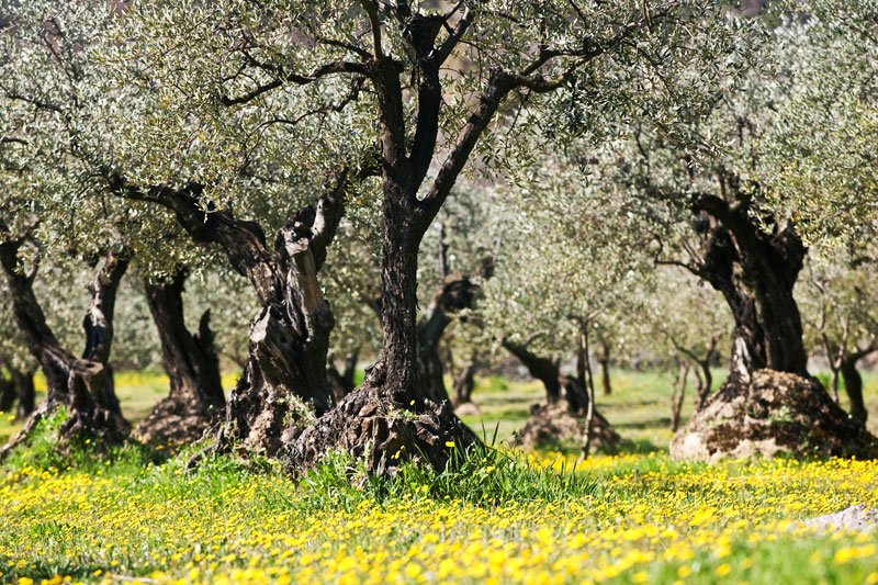 lifefrance's tweet photo. The quiet side of Provence - Drome is a place of vineyards, lavender, olive trees & medieval villages...
https://t.co/ZaTAjqntN1 https://t.co/U0tH9DVUDC