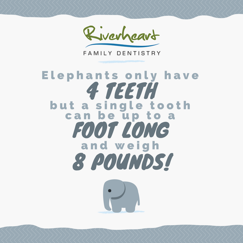 An unforgettable fun fact for this #WisdomWednesday! #RiverheartFamilyDentistry