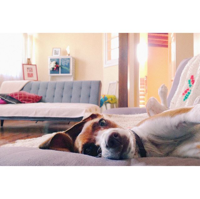 aticoyChile's tweet photo. Ella es la Heba y es la mascota de nuestra casa. Ella nos quiere mucho y siempre que llegamos nos recibe con mucha emoción y llorando de alegría, a veces hasta se hace un poquito de pipí. Nosotros la queremos mucho. Ella está siempre con nosotros, sin embargo, cuando comenza… https://t.co/xYkr01uLjJ