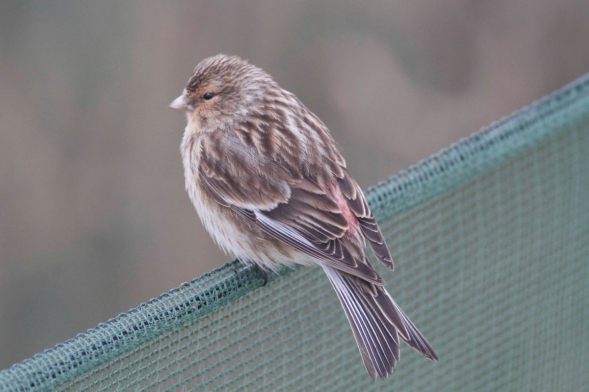 SumburghHead's tweet photo. We've been enjoying great views of a variety of birds from our cafe window. We're calling this collection FinchFest as it includes Twite, Siskin, Redpoll and Brambling. Photos Gary Bell #Shetland #FinchFest @Natures_Voice https://t.co/gzHgMmt7IM